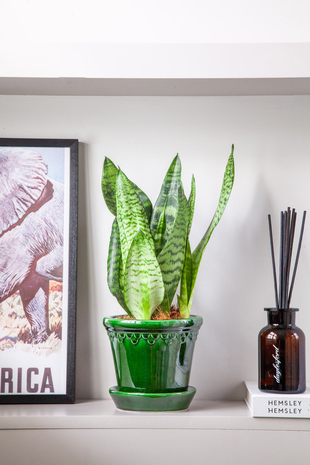 files/IndoorPlants_2-JamieShots20.11.2023-064.jpg